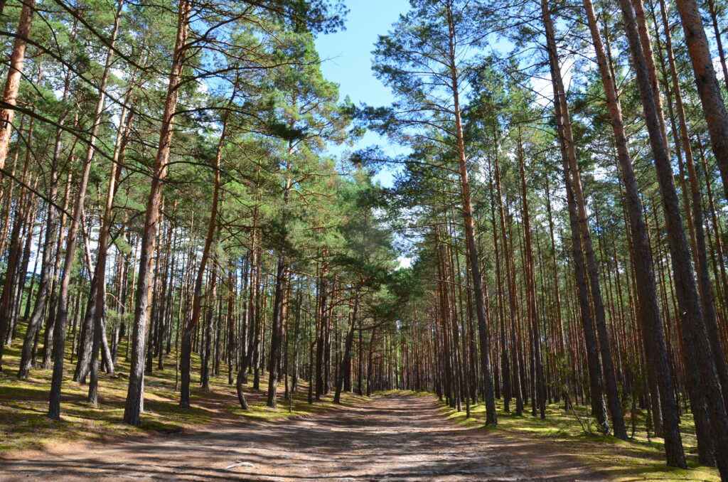 Foresta di Bory Tucholskie