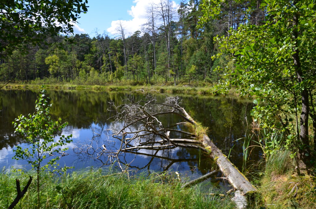 Kacze Oko, lago distrofico a Bory Tucholskie